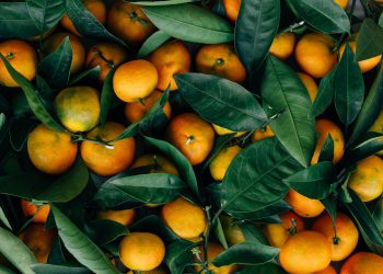 Stato di famiglia degli agrumi