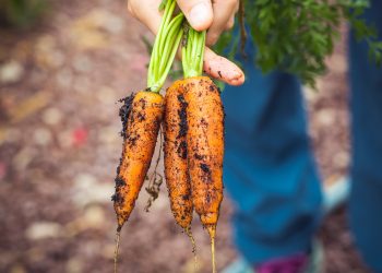 E diciamola tutta sul biologico…