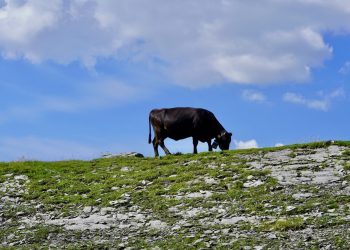 Che cos’è il benessere animale? Due chiacchiere illuminanti con Maria Caramelli, Responsabile S.C. Neuroscienze Istituto Zooprofilattico Sperimentale del Piemonte, Liguria e Valle D’Aosta