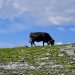 Che cos’è il benessere animale? Due chiacchiere illuminanti con Maria Caramelli, Responsabile S.C. Neuroscienze Istituto Zooprofilattico Sperimentale del Piemonte, Liguria e Valle D’Aosta