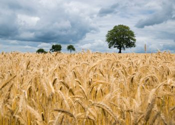 Grano duro: siamo i migliori del mondo?