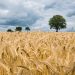 Grano duro: siamo i migliori del mondo?