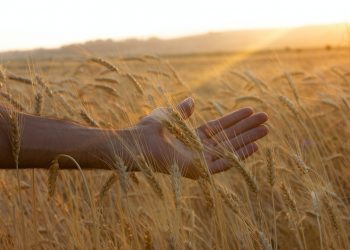 Questa volta parla il frumento duro Senatore Cappelli, e spiffera tutto (raccontato grazie alla voce e alla competenza di Pasquale de Vita)
