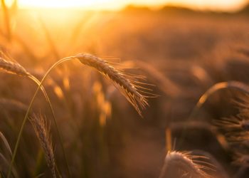 Grano e cambiamento climatico