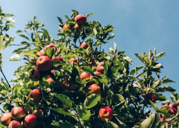 Com’era l’amore ai tempi di Adamo ed Eva, dipendeva del fico o della mela e insomma dal giardino primordiale, pieno di piante.