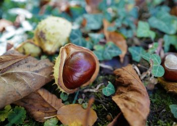 Le castagne sono buone
