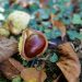 Le castagne sono buone