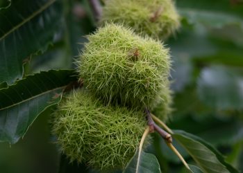 Il castagno, ovvero l’albero del pane