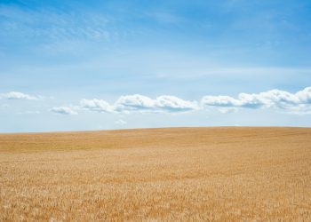 Per l’agricoltura un’altra estate è andata, facciamo un riassunto