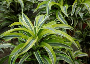 La traccia verde
