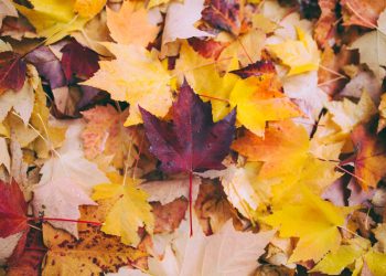 L’autunno.