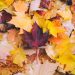 L’autunno.