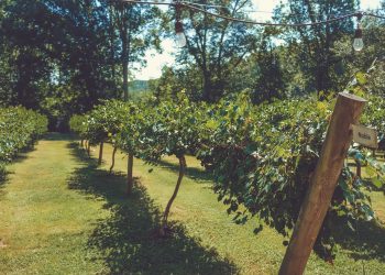 Braccia rubate all’agricoltura?