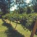 Braccia rubate all’agricoltura?