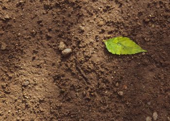 L’abbecedario della nostra terra, domande e risposte