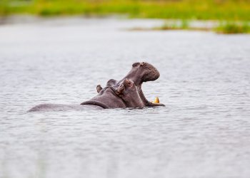 La natura non è bella, vedi l’ippopotamo, diceva Massimo Troisi