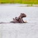 La natura non è bella, vedi l’ippopotamo, diceva Massimo Troisi