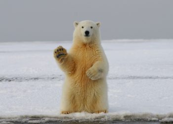 L’affascinante viaggio per salvare, cioè capire, gli animali