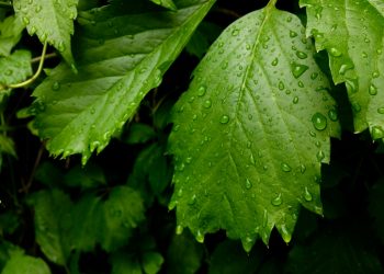 Fame, agricoltura, acqua: connessioni critiche