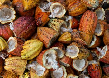 Il cacao costa troppo, ma perché.