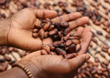 Perchè il cacao costa così tanto?
