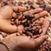 Perchè il cacao costa così tanto?