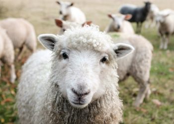 Salvare gli animali, dunque conoscerli bene.
