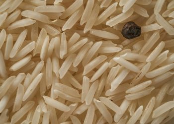 Finalmente in campo le prime piantine di riso TEA di Brambilla e Fornara