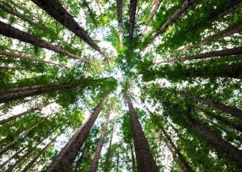 Piantare alberi è una buona soluzione, a patto che…