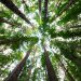 Piantare alberi è una buona soluzione, a patto che…
