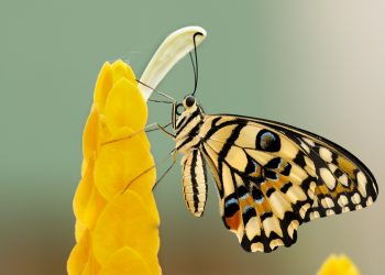 Una farfalla in casa mia