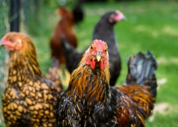 Trespolo comunista per galline spietate, Giulia Corsini, Veterinaria
