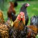 Trespolo comunista per galline spietate, Giulia Corsini, Veterinaria