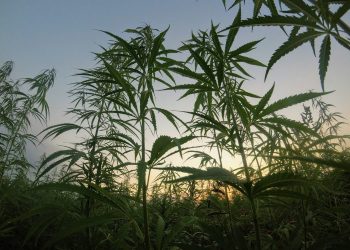 Storia (legislativa) della la cannabis