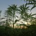 Storia (legislativa) della la cannabis