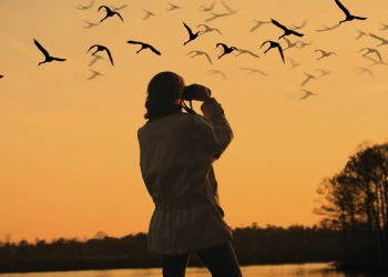Spiare gli animali? Rilassa e fa “citizen science”