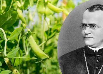 Il religioso della genetica agraria: Mendel.
