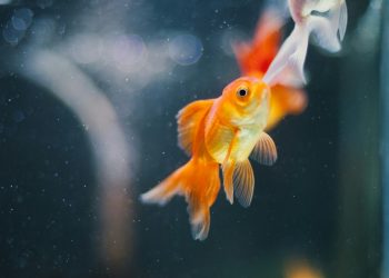 L’animale che abito. Arianna Nones (un’indecisa)