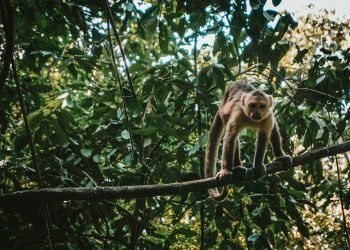 La foresta amazzonica produce il 20% dell’ossigeno che respiriamo?