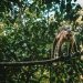 La foresta amazzonica produce il 20% dell’ossigeno che respiriamo?