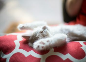 Il gattino che mi artigliava il braccio, Antonio Pascale, scrittore