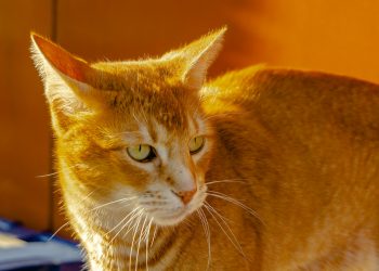 il gatto: Angelica ed Orlando, di Serena Incani, insegnante.