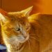 il gatto: Angelica ed Orlando, di Serena Incani, insegnante.