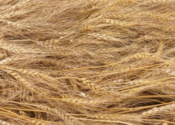  Il miglioramento genetico del frumento