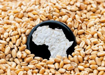 L’agricoltura: dall’Italia all’Africa (e ritorno), intervista al Professore Giuseppe Bertoni (Presidente, Fondazione Romeo ed Enrica Invernizzi)