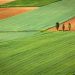 Il racconto dell’agricoltura con la tecnica del riflettore