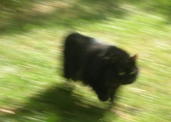 La nuova vita del mio gatto, di Marianna Rinaldi