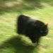 La nuova vita del mio gatto, di Marianna Rinaldi