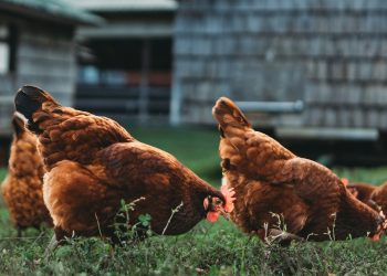 Non tutte le galline hanno l’istinto materno, Silvia Veroli – Giornalista
