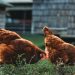 Non tutte le galline hanno l’istinto materno, Silvia Veroli – Giornalista